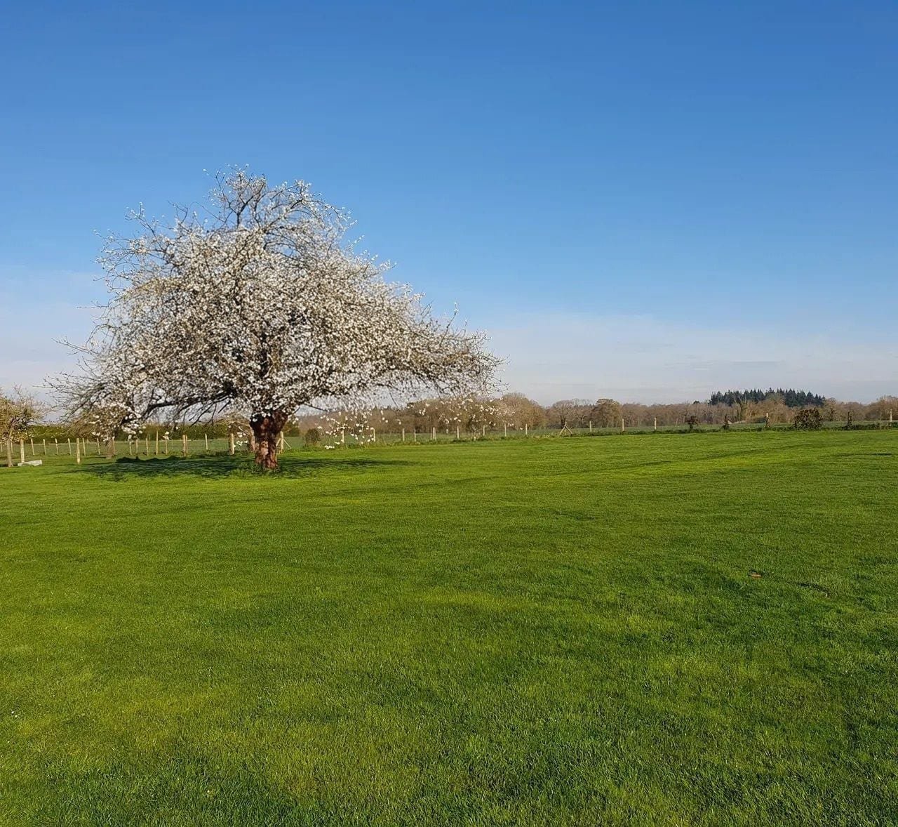 Le parc au printemps, arbre en fleurs et grande pelouse tondue